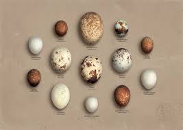 Birds And Their Nests Pictures Uk British Birds Of Prey Eggs Birds Of Prey Bird Eggs British Birds Of Prey
