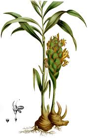 Image result for Zingiber