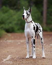 Serious Cow By Gadabout Photography On Deviantart Dane Dog Great Dane Dogs Harlequin Great Danes