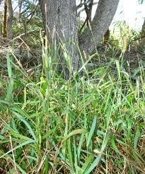 Image result for Sacciolepis indica