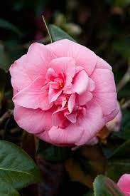 110328 459 Camellia Japonica Pink Star Jpg Beautiful Pink Flowers Beautiful Flowers Flower Guide