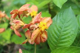Image result for Mussaenda rivularis
