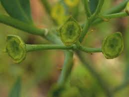 Image result for Montinia