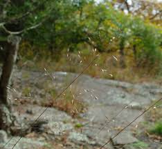 Image result for Triainolepis