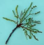 Image result for Burkea africana