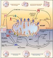 Browse & get results instantly. Necroptosis A Specialized Pathway Of Programmed Necrosis Cell