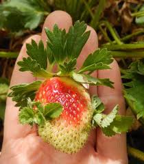 Purchasing strawberries at the grocery store. Strawberries Fruit Is Deformed Or Nubby At The Tips