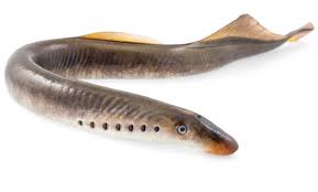 Neunaugen (petromyzontidae) ist eine familie kiementragender fischähnlicher, stammesgeschichtlich basaler wirbeltiere (vertebrata), lebende fossilien, die sich seit 500 millionen jahren kaum verändert. Neunauge Ikone Der Evolutionsforschung Entlarvt Wissenschaft De