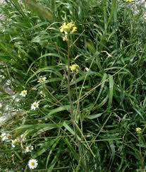 Image result for Sisymbrium orientale