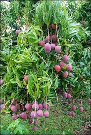 Maybe you would like to learn more about one of these? Pin On Hawaii