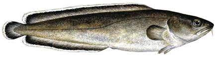 Other common names include tusk, torsk, european cusk, brosmius. Brosme Store Norske Leksikon