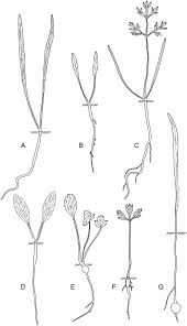 Image result for Afroligusticum runssoricum