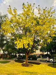 Image result for Laburnum
