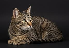 Lanhua Cat Picture 7