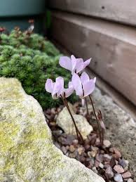 Image result for Blotiella natalensis