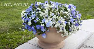 The tall purple perennial flowers produced on these plants are real standouts in the garden. Hardy Annuals Colorful Flowers For The Garden All Summer
