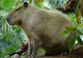 Animals found in tropical rainforest. What Are Some Animals That Live In The Rainforest Quora