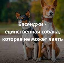 pin by zelenina viktoriya on interesnye fakty dogs animals did you know