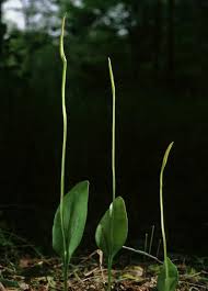 Image result for Ophioglossum thomasii