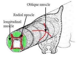 Subscapularis, supraspinatus, infraspinatus and teres minor. Octopus Arm Muscular Anatomy Download Scientific Diagram