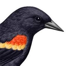 Black Bird With Red Spot On Head Red Winged Blackbird Head Illustration Black Bird Red Wing Blackbird Blackbird Art