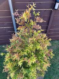 Image result for thuja drying out dead dried symptoms)