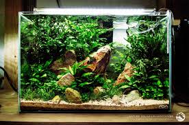 17 Nature Aquarium Vancouver Tropicalfish Nature Aquarium Vancouver In 2020 Amazing Aquariums Aquarium Design Nature Aquarium
