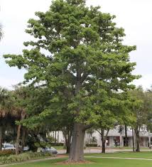 Image result for Adansonia digitata