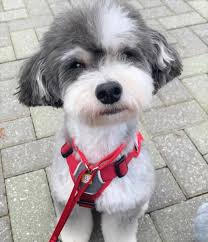 Sherri is an accomplished dog trainer and writes informative articles about people and dogs. Parti Poodle 17 Things To Know Before Getting A Parti Poodle