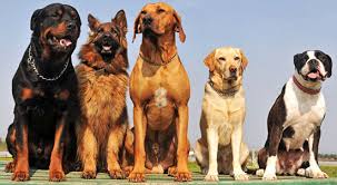 There are some instances where death occurs all of a sudden, such as in the case of severe trauma, the inability to breathe, or a heart attack. Legal Rights When Another Dog Attacks Your Dog