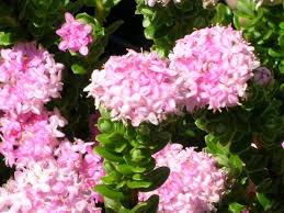 Image result for Thymelaeaceae