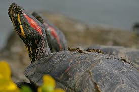 See full list on cleverpetowners.com How To Care For Aquatic Turtles Such As Red Eared Sliders