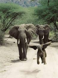 Prikolnye Kartinki Cute Animals Animals Funny Animals