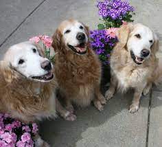 Check spelling or type a new query. Pin On Perros