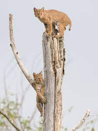 Baby Bobcats Spotted At Columbia Mine Preserve By Photographer Steve Gifford Baby Bobcat Cute Animals Animals Wild