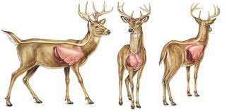 Crossbow Deer Hunting The Kill Shot Best Place To Shoot A Deer For Instant Kill Hunting Tips Quail Hunting Deer Hunting
