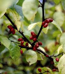 Image result for Linderniella