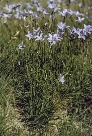 Image result for Wahlenbergia huttonii