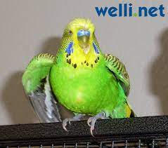 Hallo zusammen, leider stehe ich mit sheila wieder einmal vor einem problem. Verhalten Von Wellensittichen