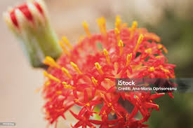 Image result for Kleinia abyssinica