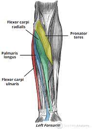 The accompanying muscle diagram reveals the muscles' positions beneath the surface. Muscles Of The Anterior Forearm Flexion Pronation Teachmeanatomy
