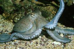 Paul left the party at 10.30 and sarah arrived at 11 o'clock. 7 Best Ocean Images Giant Squid Ocean Discovery Channel