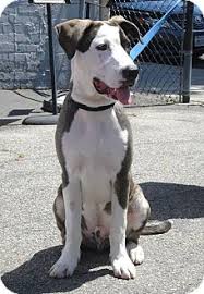 Latimer county, wilburton, ok id: Los Angeles Ca Great Dane Meet Captain A Pet For Adoption