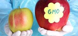 The cons of gmo foods are that they may cause allergic reactions because of their altered dna and they may increase antibiotic resistance. Genetically Modified Organisms Gmos Uses Advantages And Disadvantages Science Online