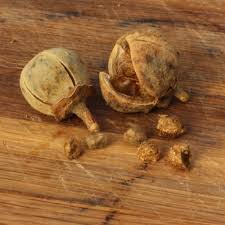 Image result for Thespesia garckeana