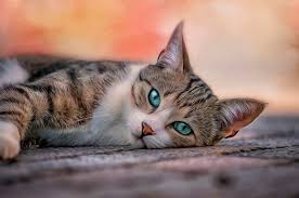 We did not find results for: Hd Wallpaper Pets Cat Blue Eyes Brown And Black Tabby Cat Cats Pose Wallpaper Flare