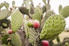 Learn all you need to know to be safe and enjoy this edible plant. 3 Inspiring Stories Show How Permaculture Can Solve Garden Problems In 2021 Garden Problems Permaculture Prickly Pear