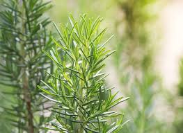 Sowohl drinnen als auch im garten können sie sich dieses wissen zunutze machen und die lästigen biester in die flucht schlagen. Pflanzen Gegen Mucken Naturliche Muckenabwehr Plantura