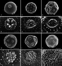 Image result for Centemopsis trinervis