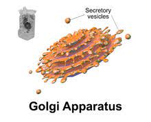 Firstly golgi apparatus (vesicles) is not a cell. What Does The Golgi Apparatus Do In A Plant Cell Socratic